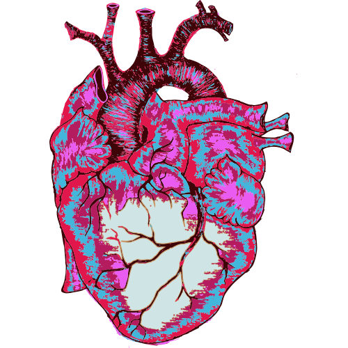 Illustration of heart.